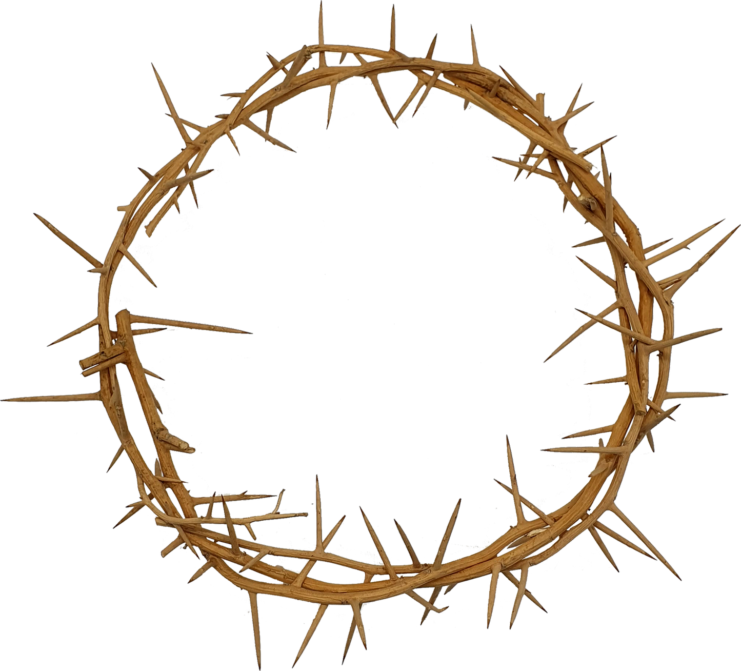 Jerusalem Authentic Biblical Lifesize Crown of Thorns from Holy Land