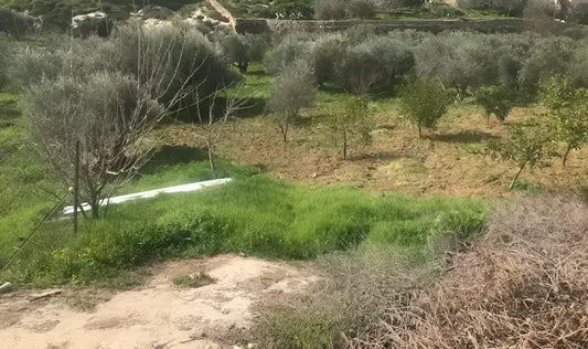 Plant an olive tree - donation