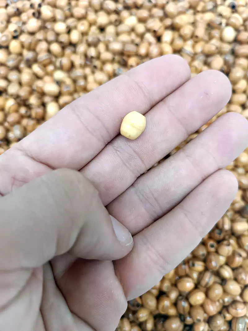 Hand carved olive wood beads from nazarethl 10mm oval