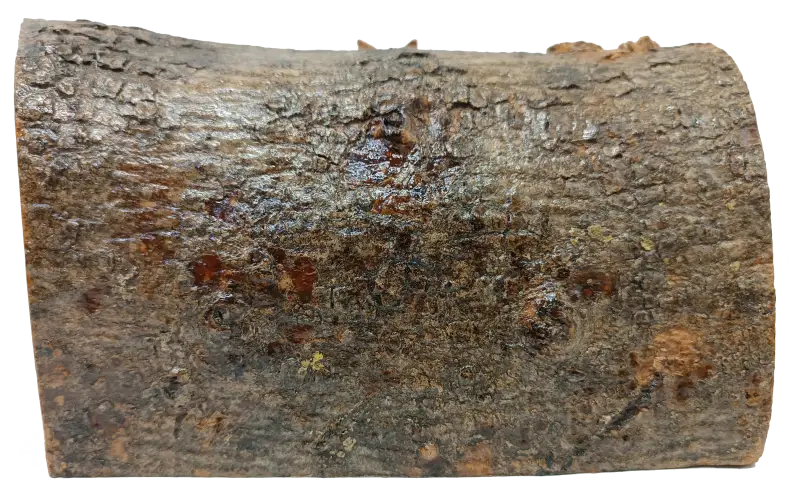 Hand made olive wood nativity scene – holy family in natural bark cave from bethlehem nativities