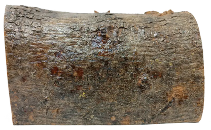 Hand made olive wood nativity scene – holy family in natural bark cave from bethlehem nativities