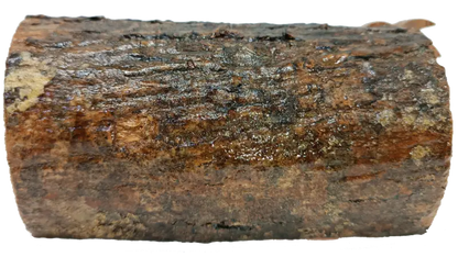 Mini olive wood bark nativity scene from bethlehem – hand carved holy family set nativities