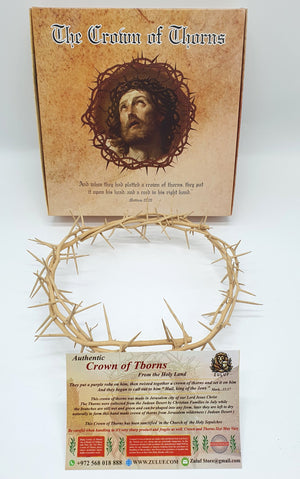 Jerusalem Authentic Biblical Lifesize Real Crown of Thorns with Box & Zuluf Certificate HLG214 - Zuluf